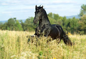 HOR 01 MB0139 01
Friesian Horse Cantering In Field