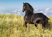 HOR 01 MB0144 01
Friesian Horse Trotting In Field