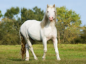 HOR 01 MB0145 01
American White Draft Horse Trotting In Pasture
