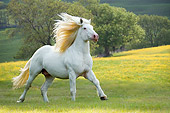 HOR 01 MB0146 01
American White Draft Horse Cantering In Pasture