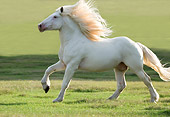 HOR 01 MB0147 01
American White Draft Horse Cantering In Pasture