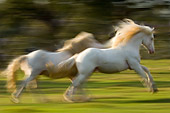 HOR 01 MB0148 01
Two American White Draft Horses Galloping In Pasture