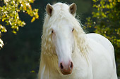 HOR 01 MB0149 01
Close-Up Of American White Draft Horse Standing By Trees