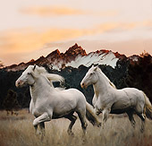 HOR 01 MB0150 01
Two American White Draft Horses Trotting In Pasture At Dusk