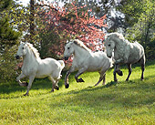 HOR 01 MB0151 01
Three Percheron Draft Horses Cantering In Pasture