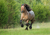 HOR 01 MB0152 01
Ardennes Draft Horse Cantering In Pasture