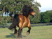 HOR 01 MB0154 01
Ardennes Draft Horse Trotting In Pasture