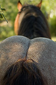 HOR 01 MB0155 01
Close-Up Of Ardennes Draft Horse Rear