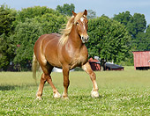 HOR 01 MB0158 01
Belgian Draft Horse Trotting In Pasture