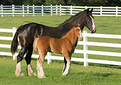 HOR 01 MB0160 01
Shire Draft Horse Mare And Foal Standing In Pasture