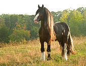 HOR 01 MB0161 01
Shire Draft Horse Stallion Standing In Pasture