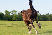 HOR 01 MB0162 01
Shire Draft Horse Bucking In Pasture
