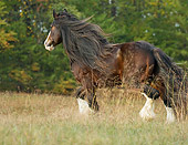 HOR 01 MB0163 01
Shire Draft Horse Trotting In Pasture