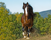 HOR 01 MB0164 01
Shire Draft Horse Trotting In Pasture