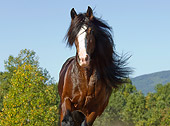 HOR 01 MB0165 01
Close-Up Of Shire Draft Horse Trotting In Pasture
