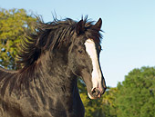 HOR 01 MB0166 01
Close-Up Of Shire Draft Horse Running In Pasture