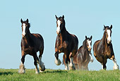 HOR 01 MB0167 01
Herd Of Shire Draft Horses Running In Pasture