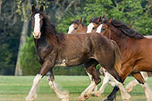 HOR 01 MB0168 01
Herd Of Clydesdale Draft Horses Trotting In Pasture