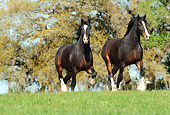 HOR 01 MB0169 01
Two Shire Draft Horses Trotting In Pasture