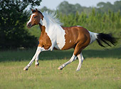 HOR 01 MB0170 01
American Paint Horse Stallion Cantering In Pasture