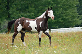 HOR 01 MB0171 01
American Paint Quarter Horse Walking In Pasture