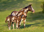 HOR 01 MB0172 01
American Paint Horse Mare And Hanoverian Cross Foal Standing In Pasture