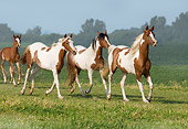 HOR 01 MB0173 01
Herd Of Pinto Arabians Running In Pasture