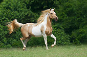 HOR 01 MB0176 01
Pinto Arabian Trotting In Pasture