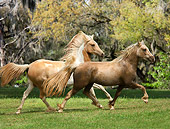 HOR 01 MB0177 01
Pinto Arabian And Welsh Pony Running In Pasture