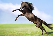 HOR 01 MB0182 01
Black Morgan Stallion Rearing In Pasture