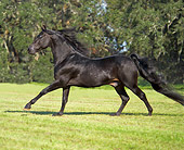 HOR 01 MB0183 01
Black Morgan Stallion Cantering In Pasture