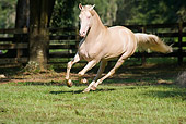 HOR 01 MB0184 01
Cremello Morgan Stallion Cantering In Pasture