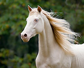 HOR 01 MB0188 01
Head Shot Of Cremello Rocky Mountain Horse Trotting