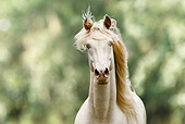 HOR 01 MB0189 01
Head Shot Of Cremello Rocky Mountain Horse Trotting