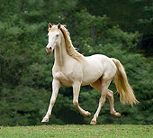 HOR 01 MB0190 01
Cremello Rocky Mountain Horse Trotting In Pasture