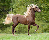 HOR 01 MB0191 01
Silver Dapple Rocky Mountain Horse Trotting In Pasture