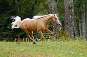 HOR 01 MB0195 01
Palomino Horse Cantering In Pasture