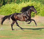 HOR 01 MB0199 01
Black Andalusian Stallion Cantering In Pasture