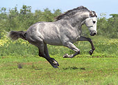 HOR 01 MB0200 01
Dapple Gray Andalusian Stallion Galloping In Pasture