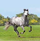 HOR 01 MB0201 01
Dapple Gray Andalusian Stallion Galloping In Pasture