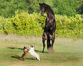 HOR 01 MB0202 01
Black Andalusian Stallion Rearing By Two Dogs Fighting In Pasture