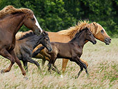 HOR 01 MB0205 01
Paso Fino Mares And Foals Trotting In Pasture