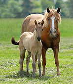 HOR 01 MB0206 01
Paso Fino Mare And Foal Standing In Pasture