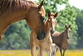 HOR 01 MB0208 01
Paso Fino Mare And Foal Standing In Pasture