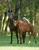 HOR 01 MB0209 01
Warmblood Mare And Foal Standing In Pasture