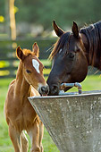 HOR 01 MB0211 01
Quarter Horse Mare And Foal Standing In Pasture Drinking From Water Trough