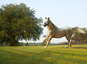 HOR 01 MB0215 01
Gray Thoroughbred Stallion Trotting In Pasture