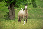 HOR 01 MB0218 01
Buckskin Mustang Stallion Standing In Field With Cranes