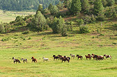 HOR 01 MB0221 01
Herd Of Horses Cantering In Field