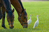 HOR 01 MB0224 01
Two Horses Standing In Pasture Grazing By Cranes
